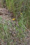 Bushy seaside tansy